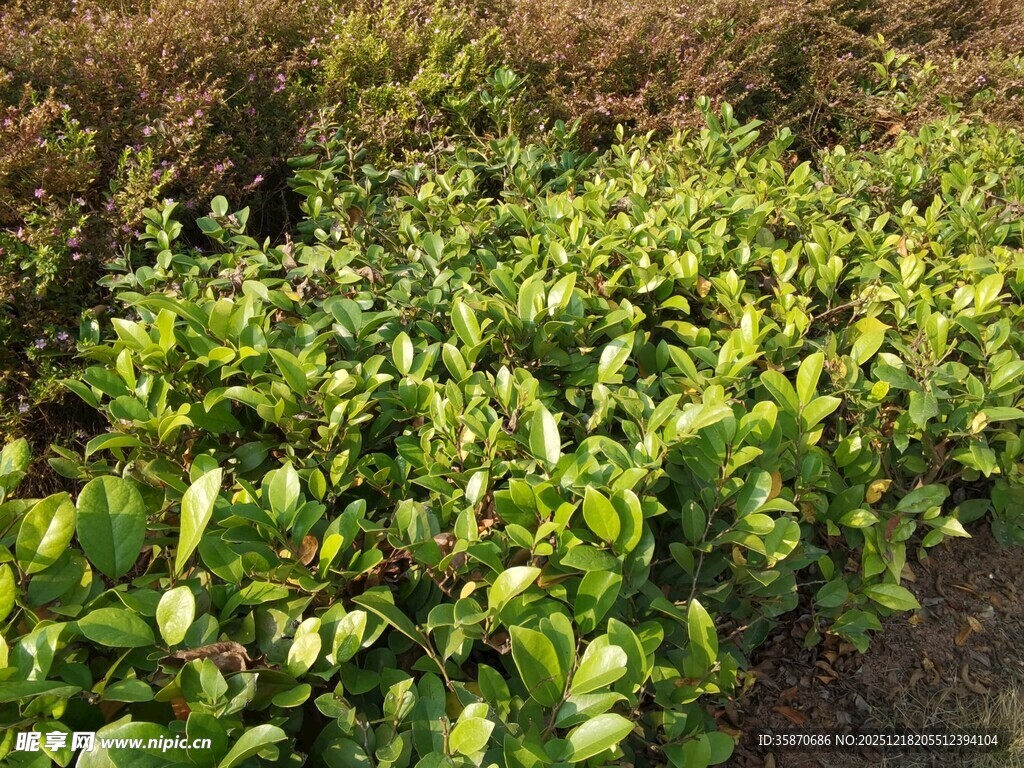 绿色蔬菜种植地