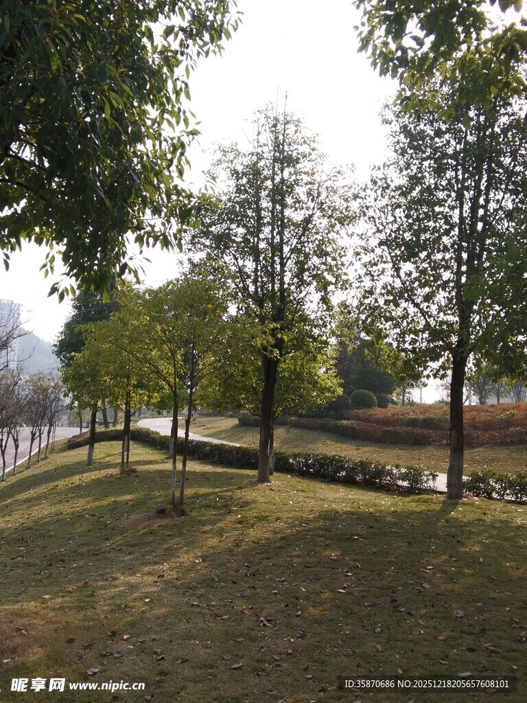 公园绿荫草地景观