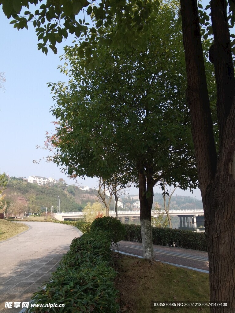 林荫小道旁的户外风景