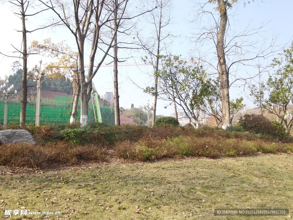 户外开阔草地树木景观