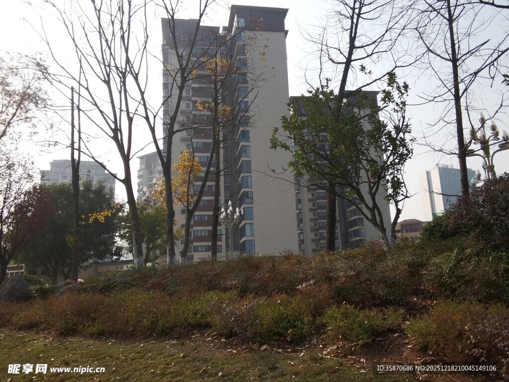 城市中树木环绕的高楼