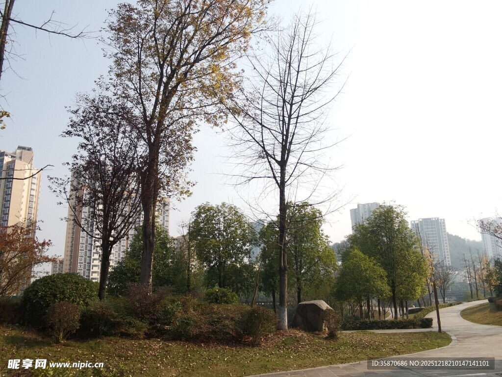 城市公园中的树木与道路