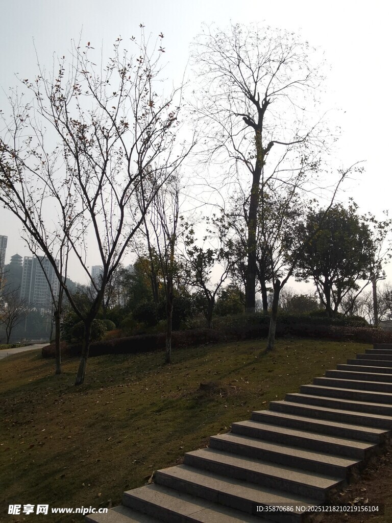 林间石阶静谧自然景致