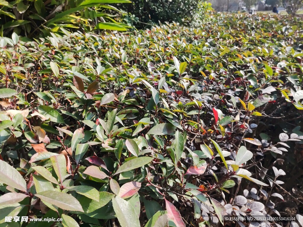 多彩叶片植物景观