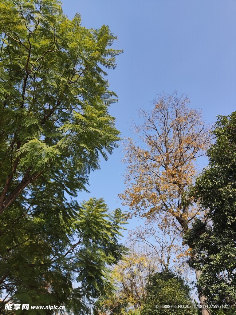 蓝天绿树间的自然景致