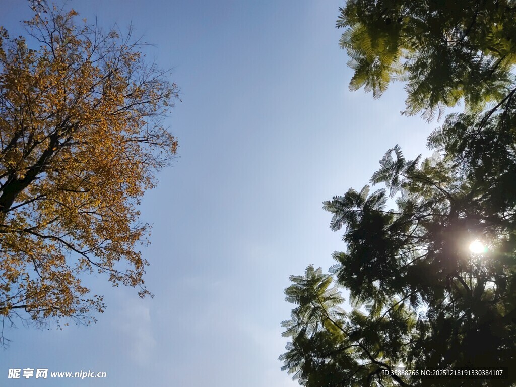 秋日阳光下的树木景观