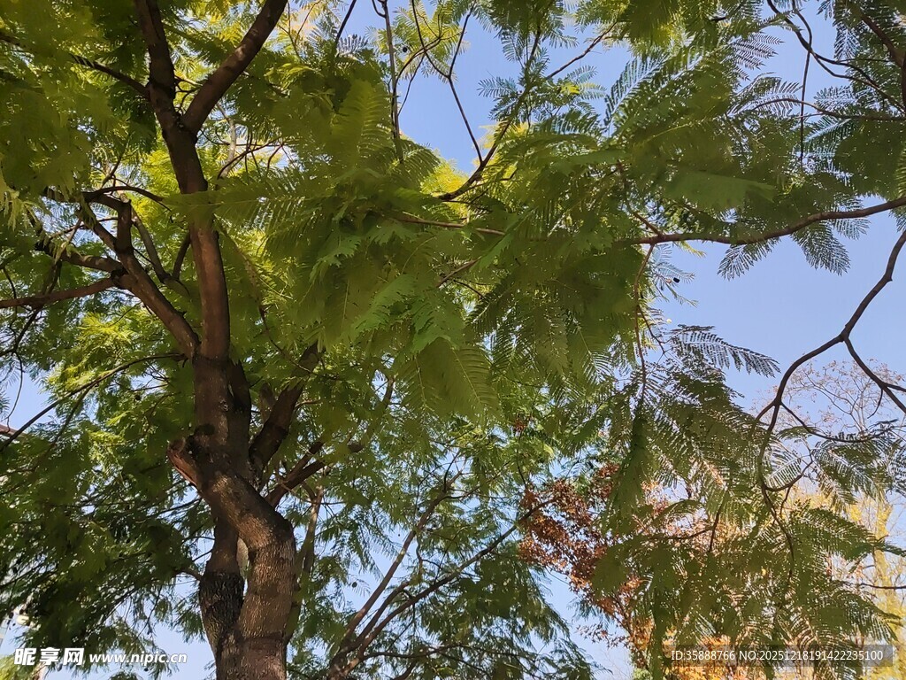 仰视葱郁树木与蓝天