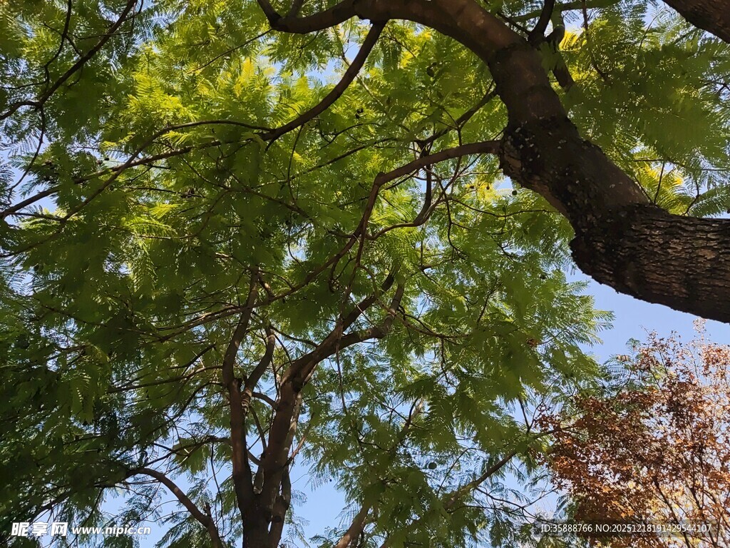 夏日繁茂绿树仰望视角