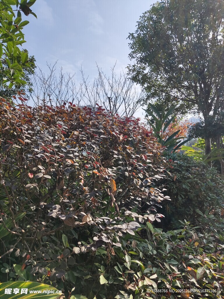 繁茂花丛中的多彩景致