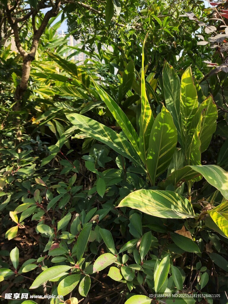 繁茂绿植景观