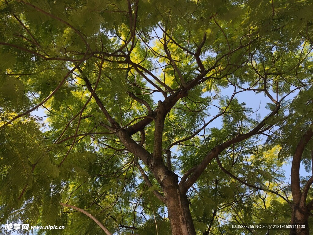 繁茂绿树展现自然生机