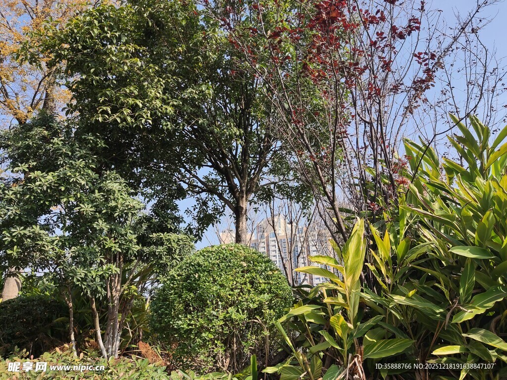 户外繁茂绿植景观