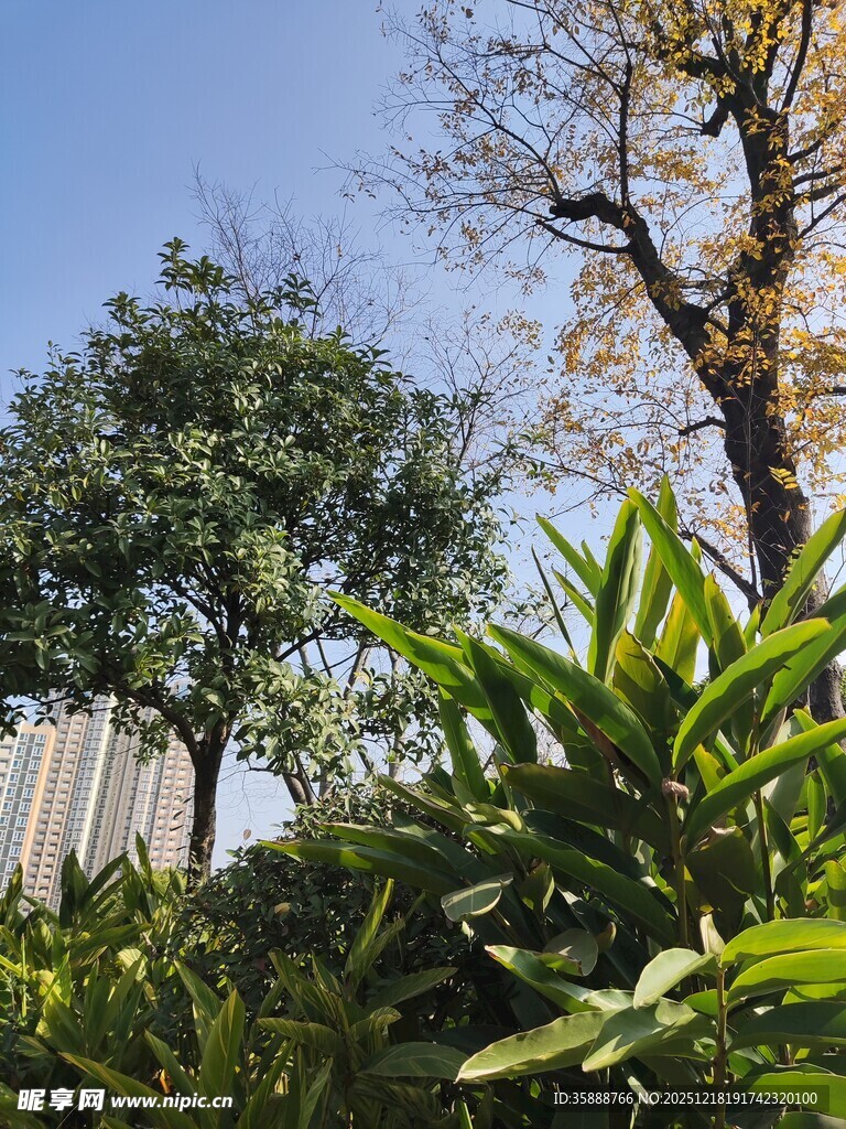 城市中的绿植与树木景观