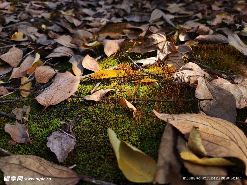 落叶覆盖下的苔藓微光