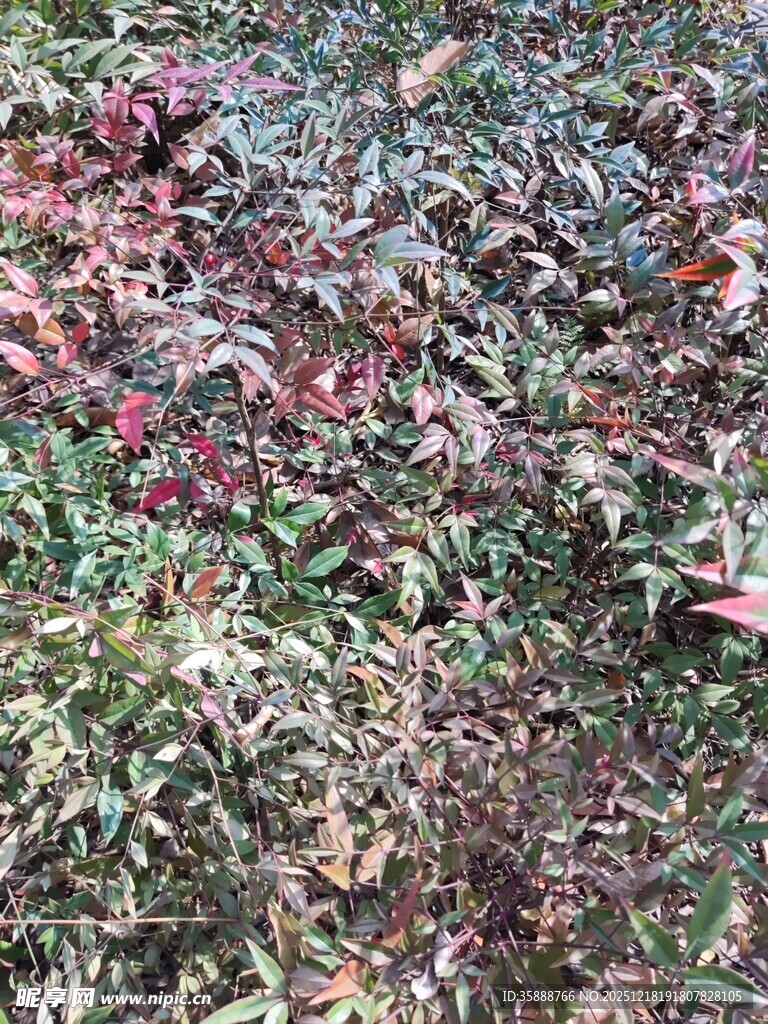 多彩植物叶片特写