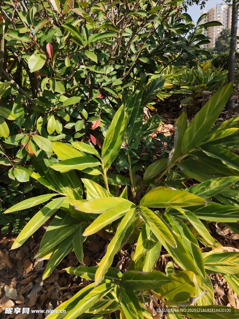 翠绿繁茂的植物景观