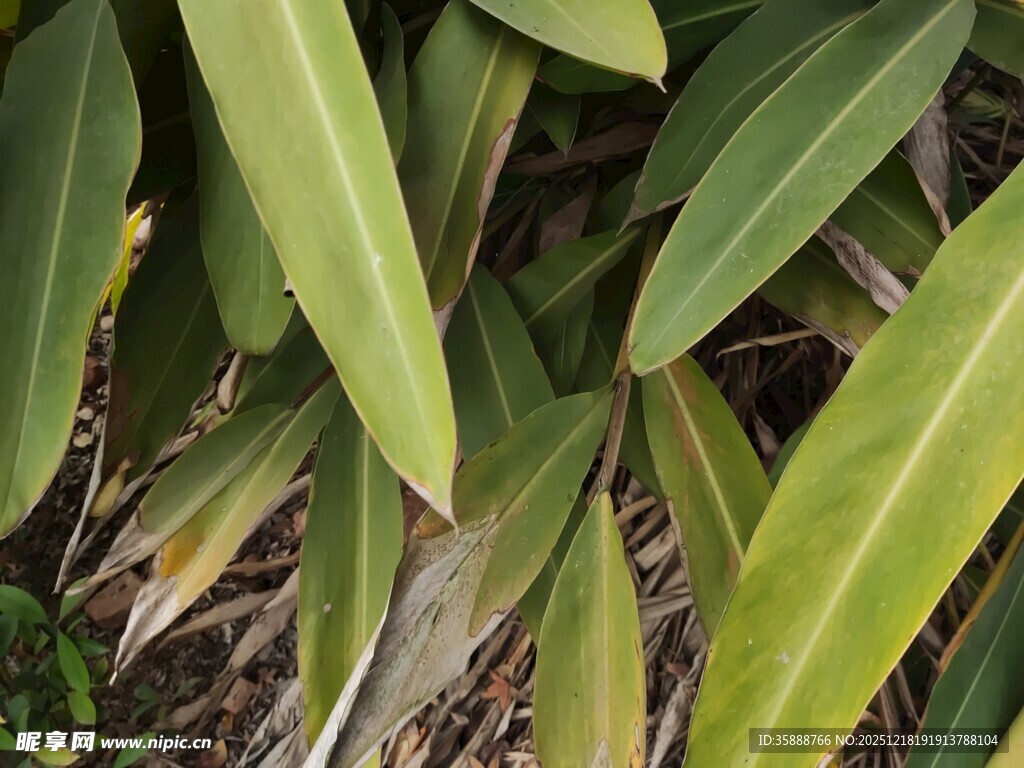 翠绿植物叶片特写