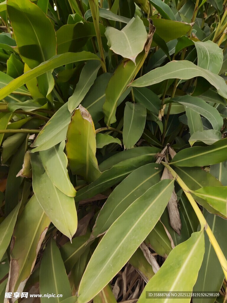 翠绿繁茂的热带植物叶片