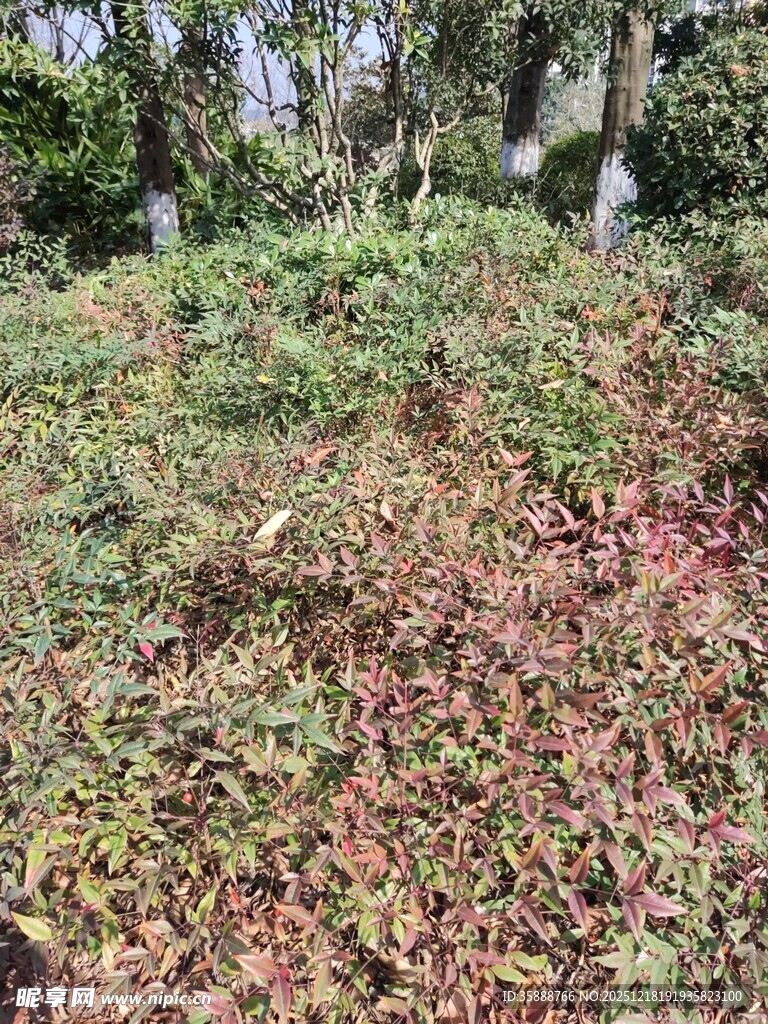 多彩斑驳的地面植物景观