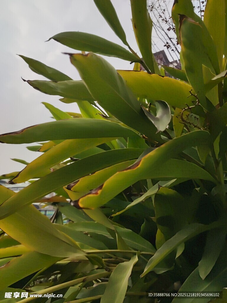 翠绿叶片的植物特写