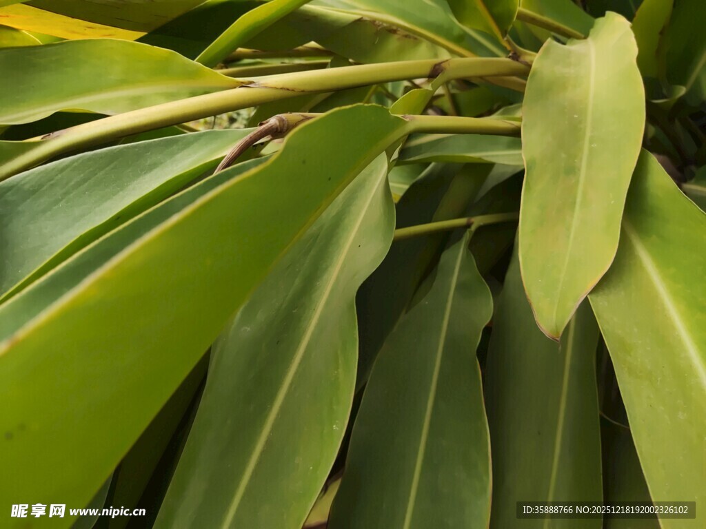 翠绿舒展的热带植物叶片