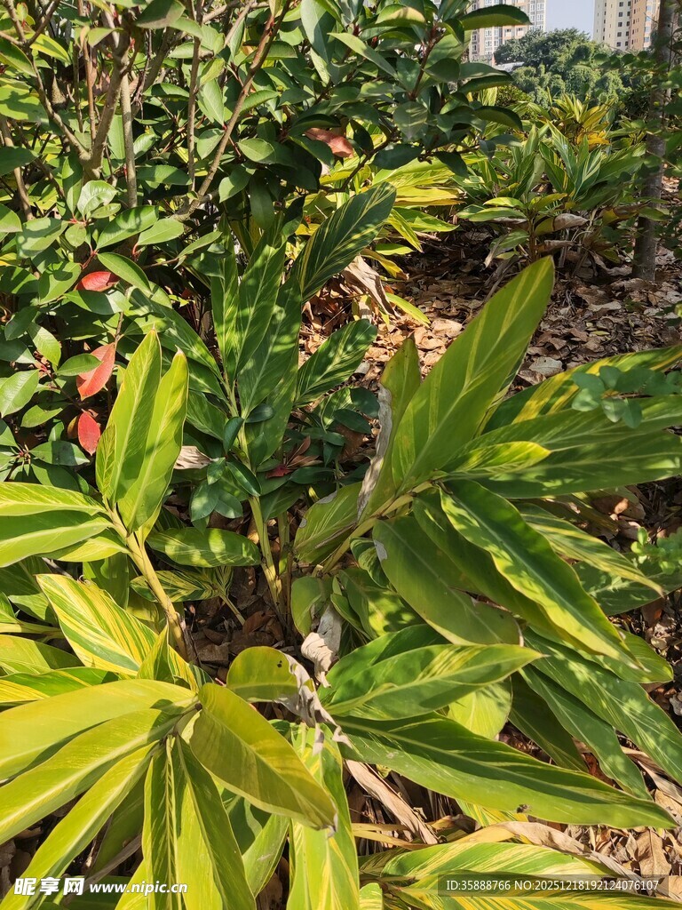 绿叶繁茂的植物景观