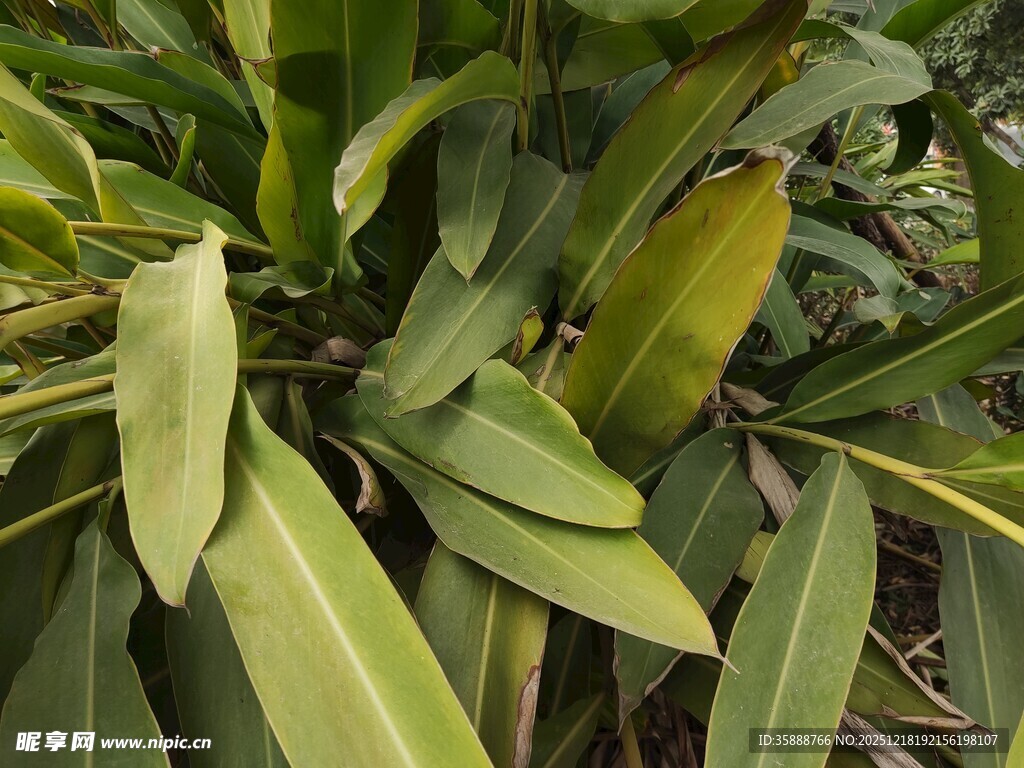 翠绿叶片的植物特写