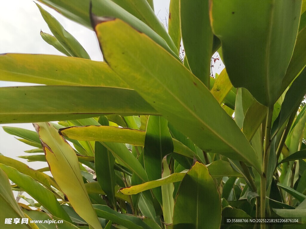 翠绿叶片的植物特写