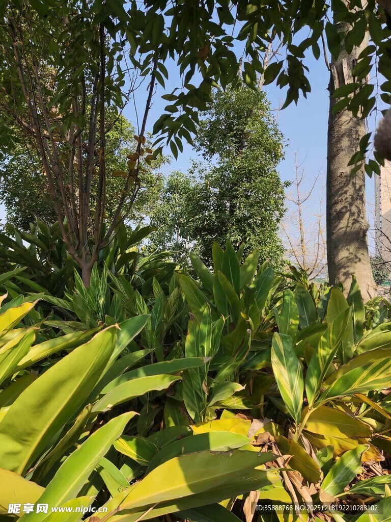 绿意盎然的户外植物景观