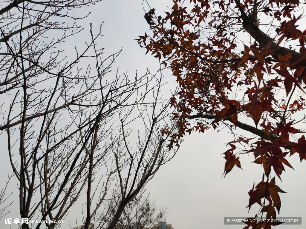 枝头红叶与枯木景象