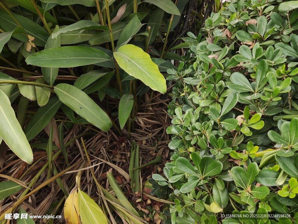 多样绿植展现自然生机