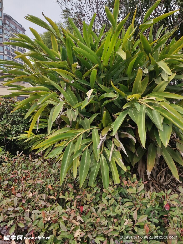 绿叶繁茂的户外植物景观