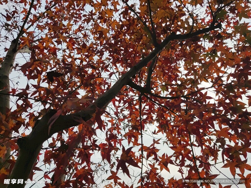 秋日红枫树枝特写