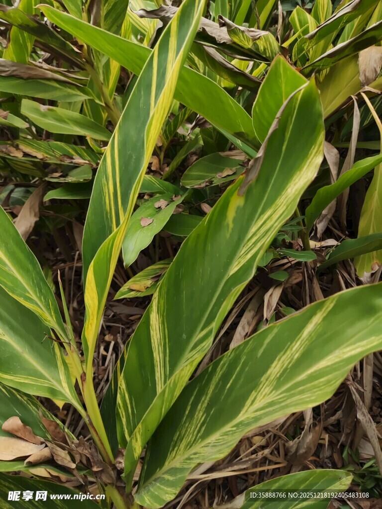 黄绿相间的斑斓叶片植物