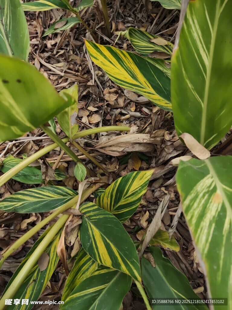 黄绿相间的斑斓植物叶片
