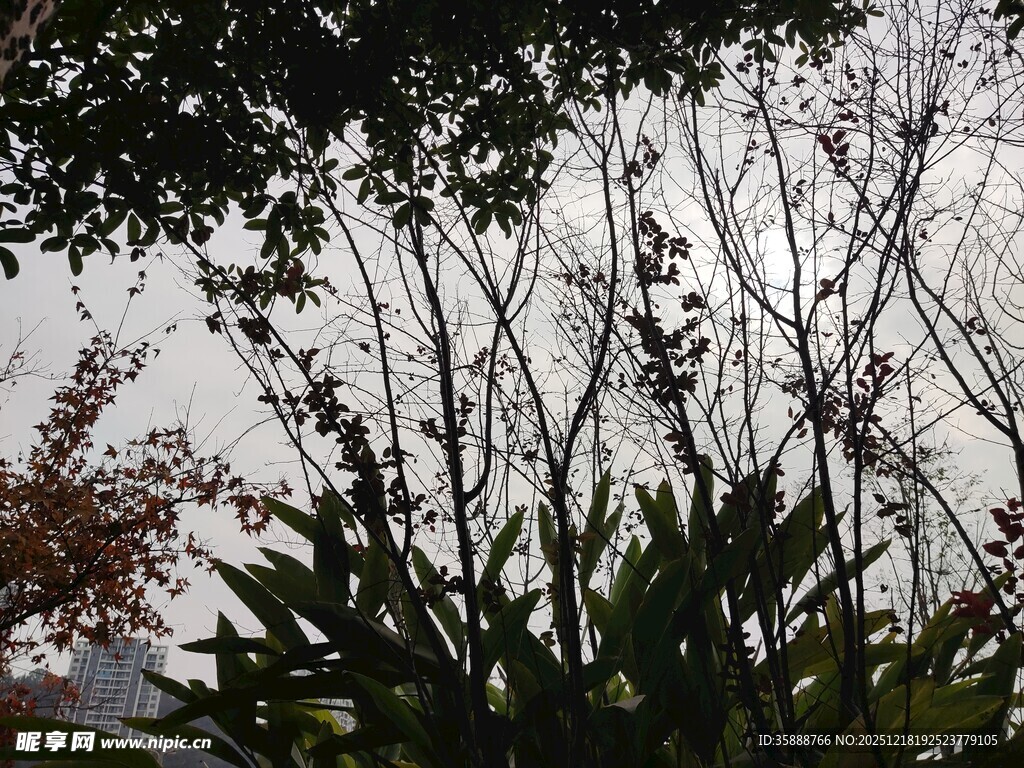 户外繁茂植物景观