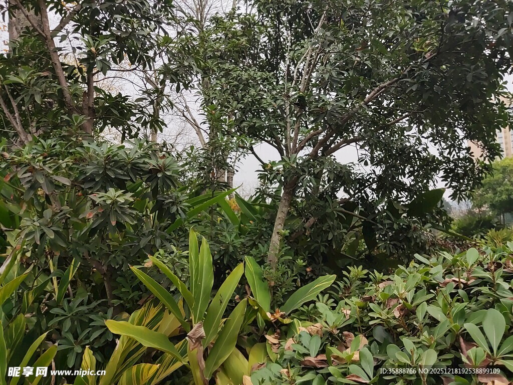 茂密丛林中的多样植被