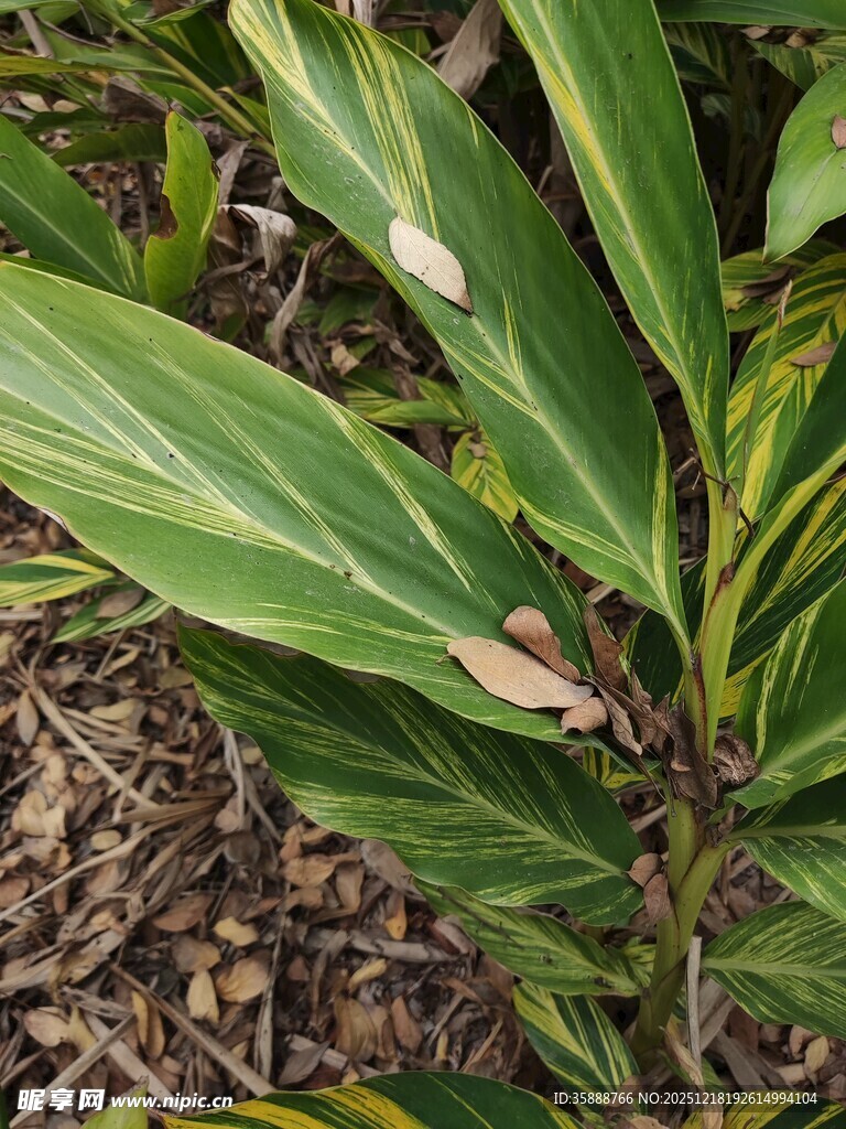 翠绿植物叶片特写