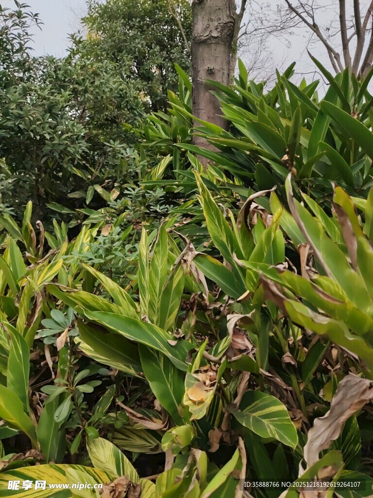 翠绿繁茂的热带植物景观