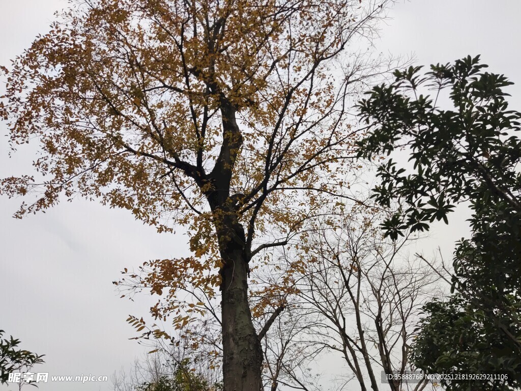 秋日孤树尽显萧瑟之美