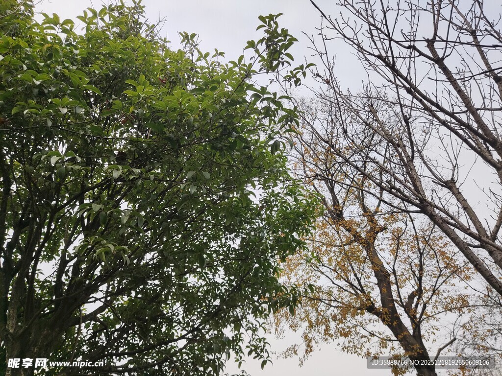 绿树与枯树的鲜明对比