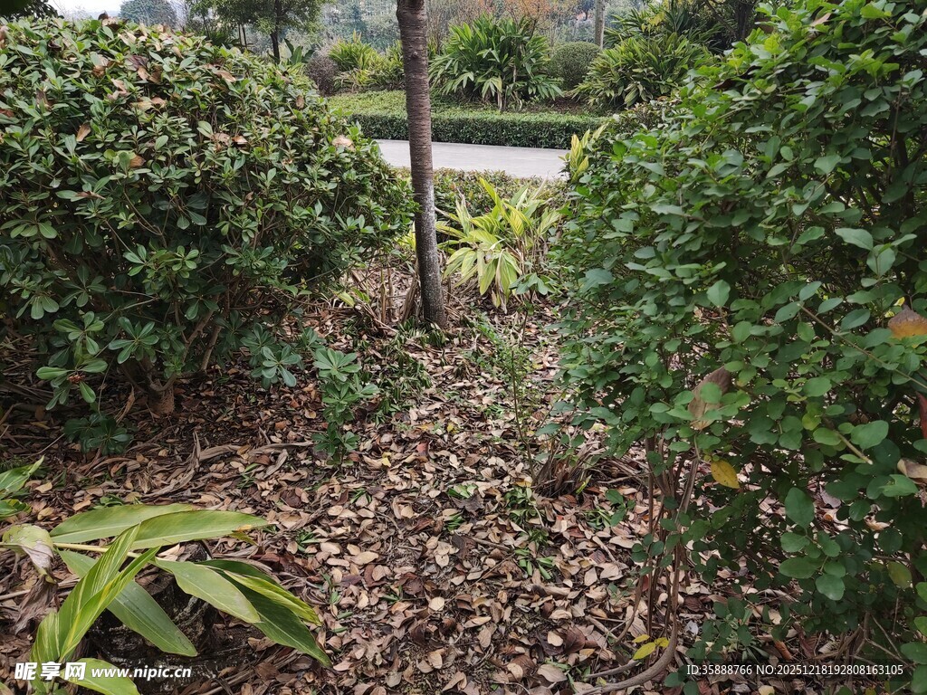 园林小径绿植环绕景象