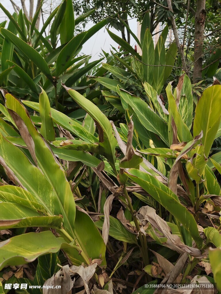 翠绿丛生的多肉植物景观