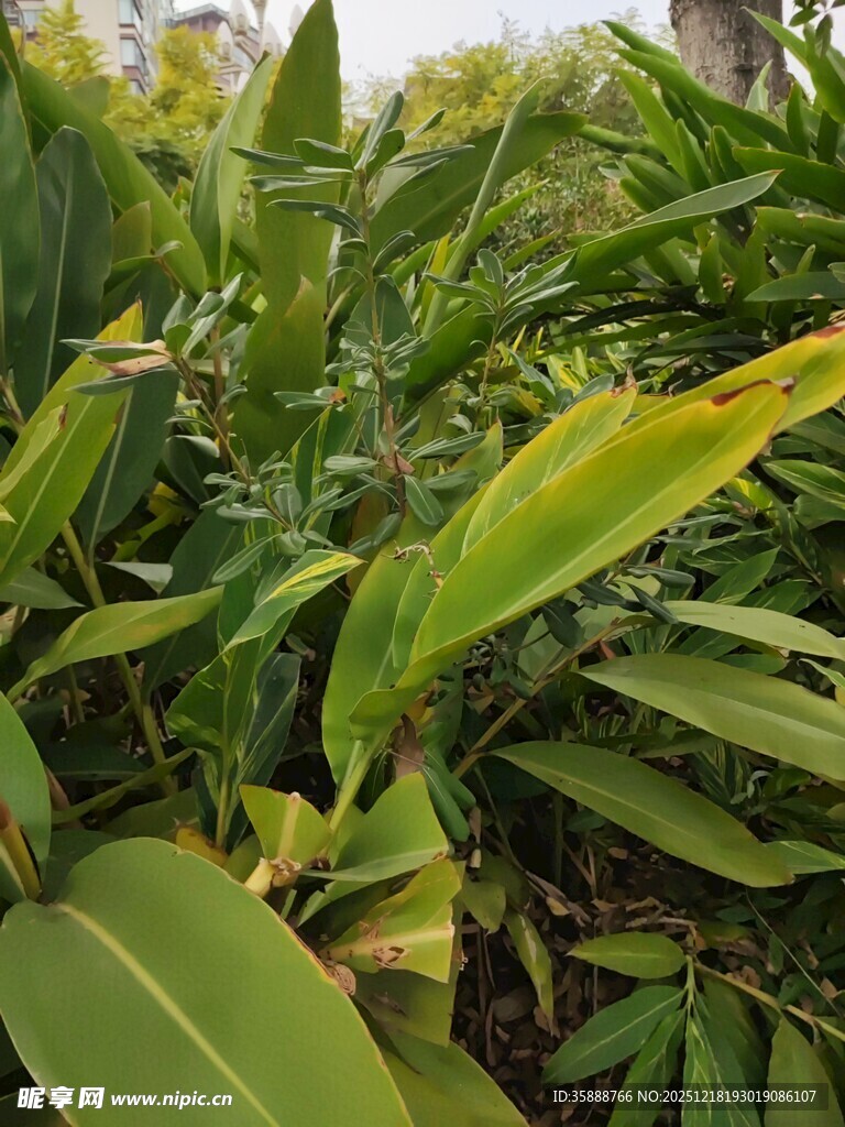 翠绿繁茂的热带植物景观