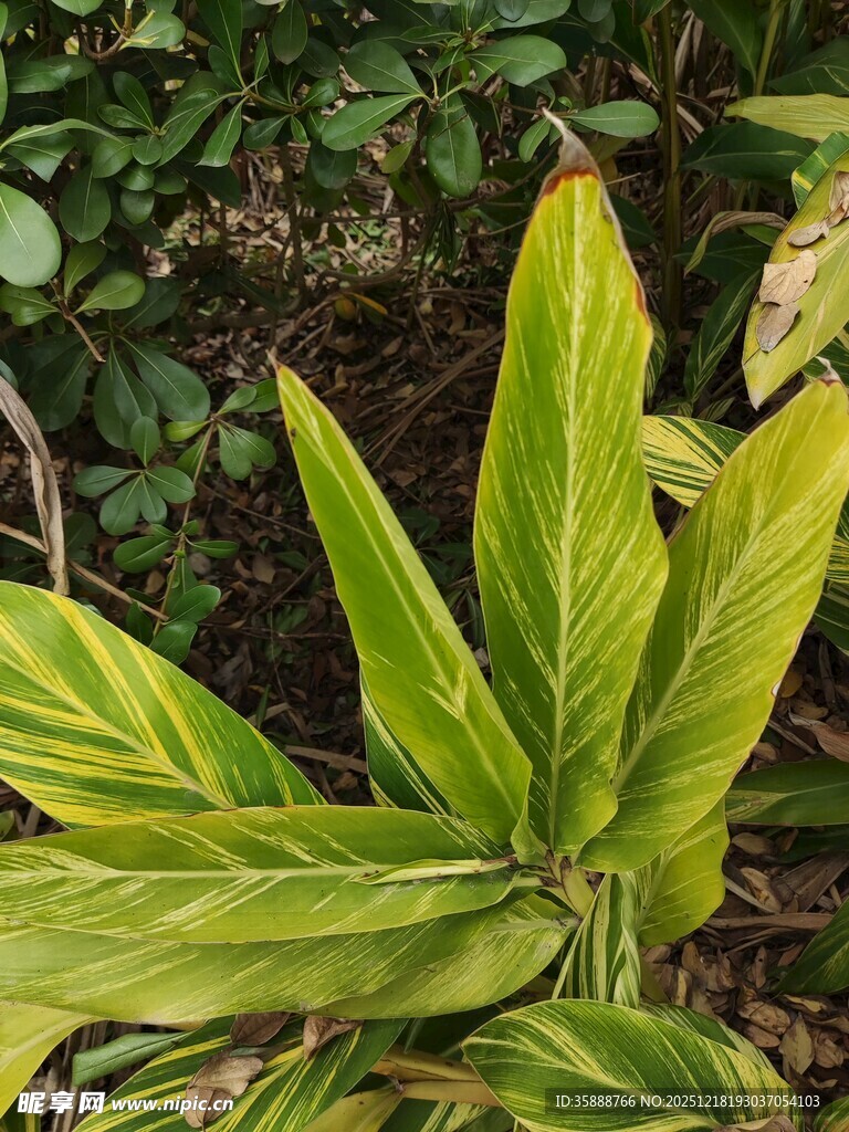 翠绿斑斓的热带植物叶片