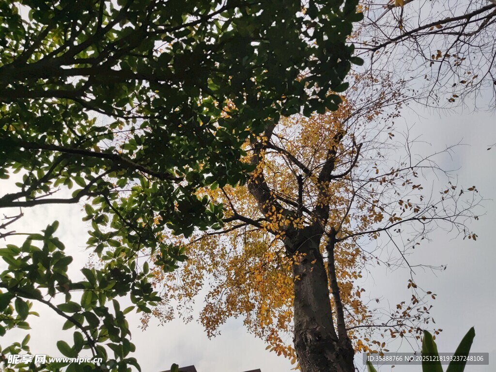 秋日林间高大树木景致