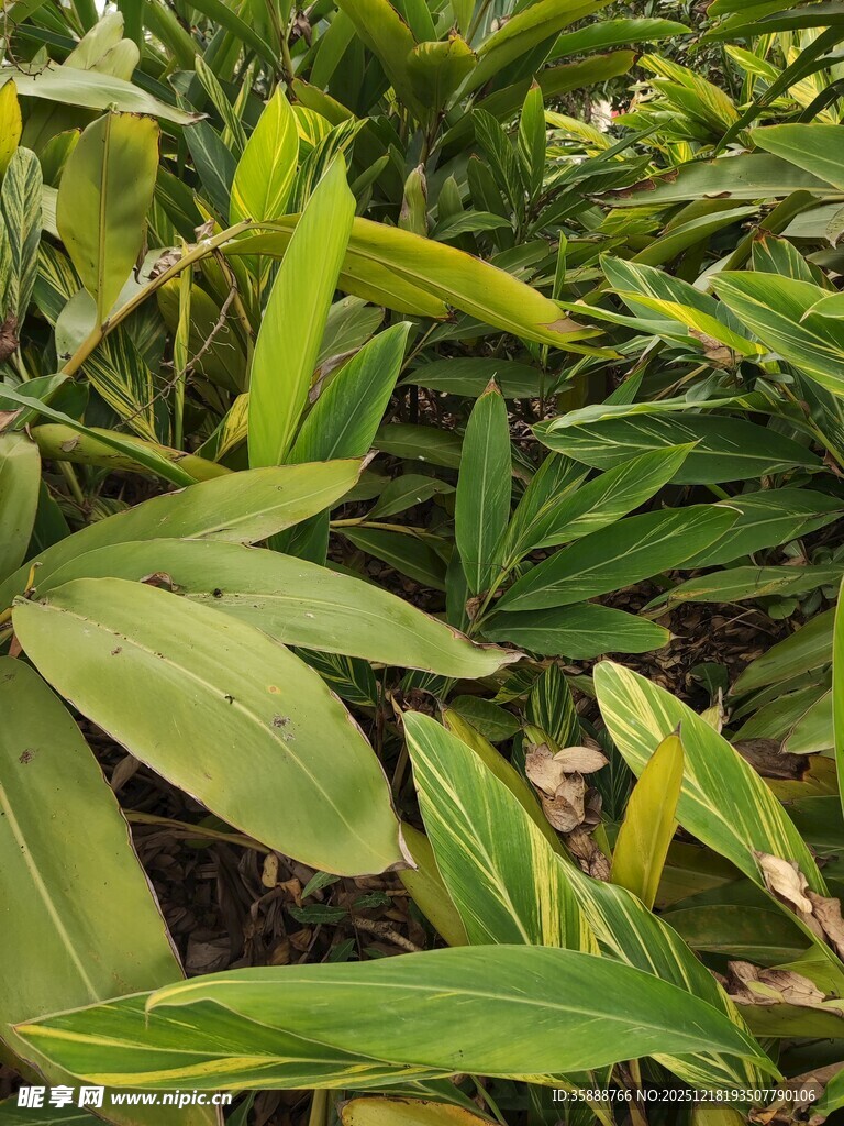 翠绿繁茂的植物叶片