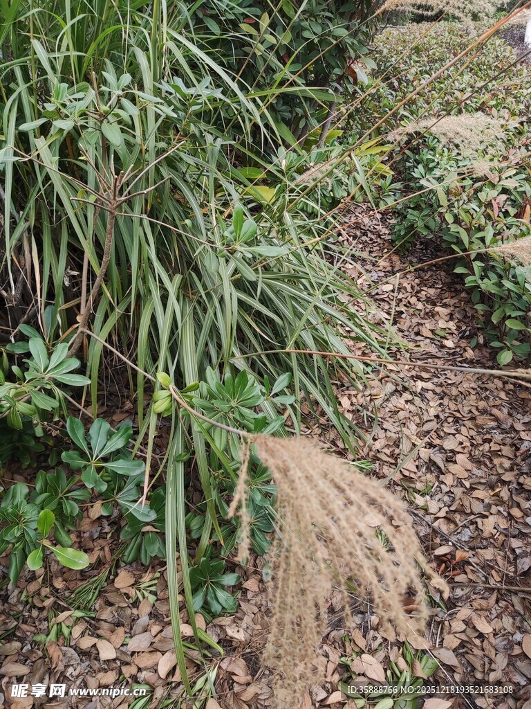 自然小径旁的多样绿植