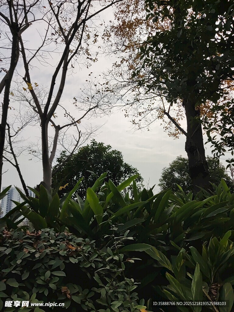 户外树林绿植景象