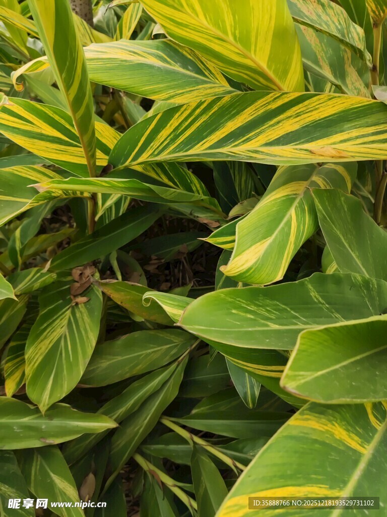 黄绿相间的斑斓叶片植物